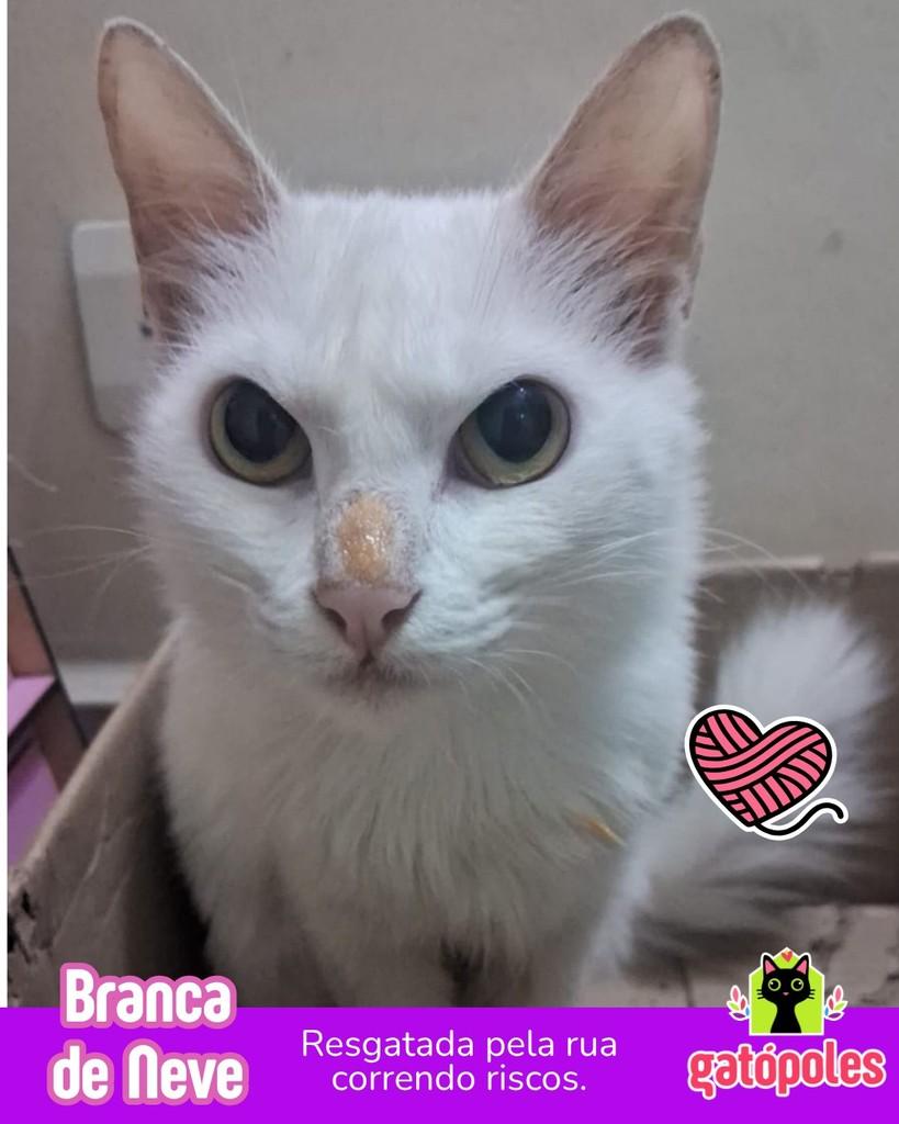Branca de Neve, gata para adoção em São Paulo - SP