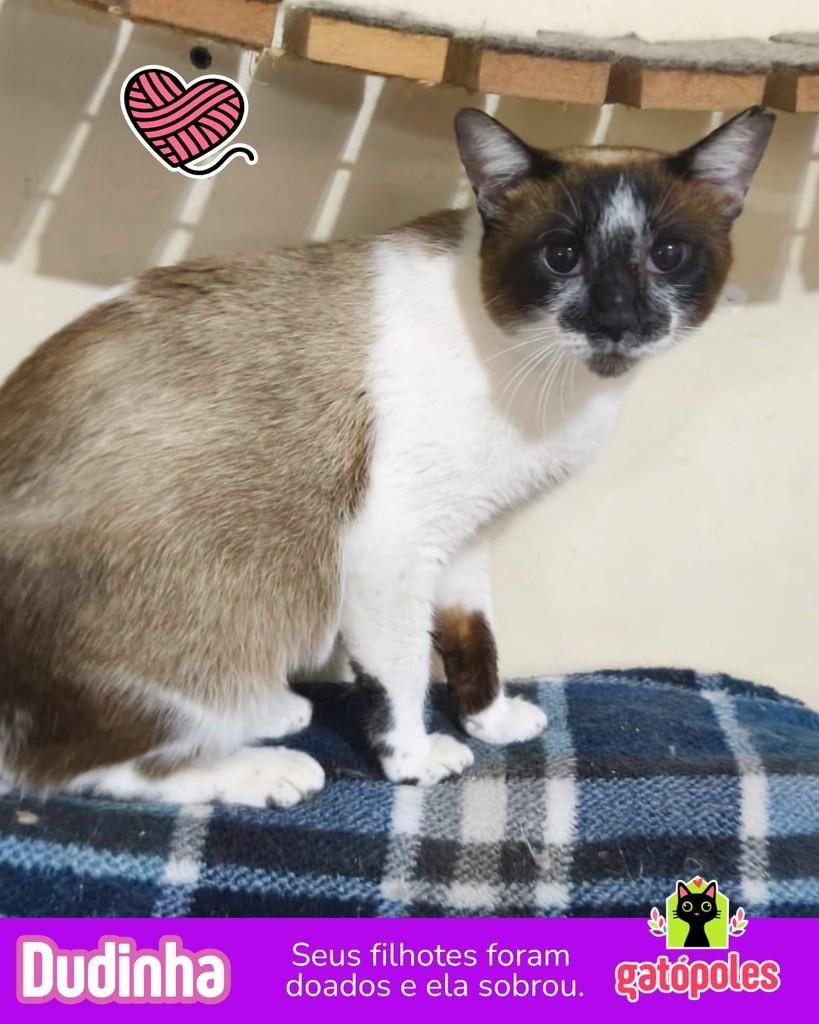 Dudinha, gato de porte médio para adoção em São Paulo - SP