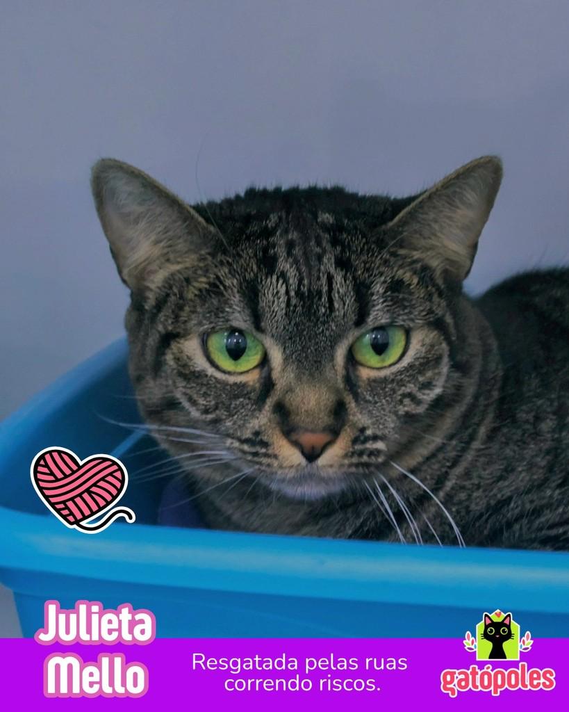 Julieta Mello, gata de porte médio para adoção em São Paulo - SP