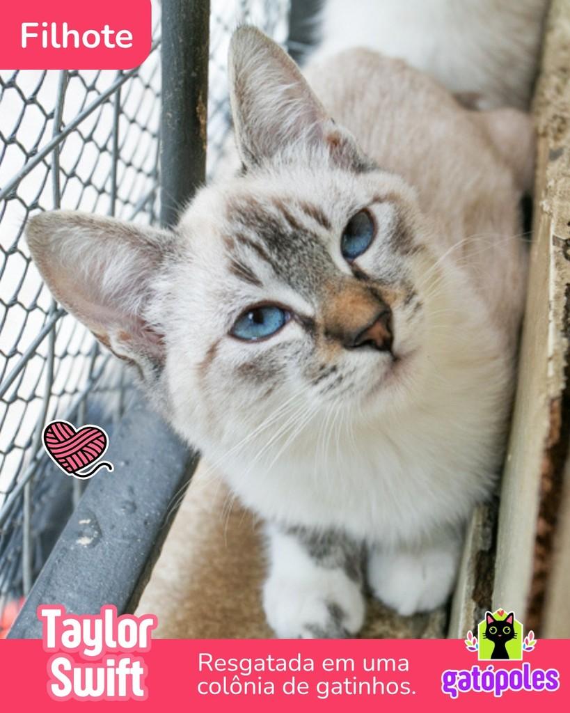 Taylor Swift, gata de porte pequeno para adoção em São Paulo - SP