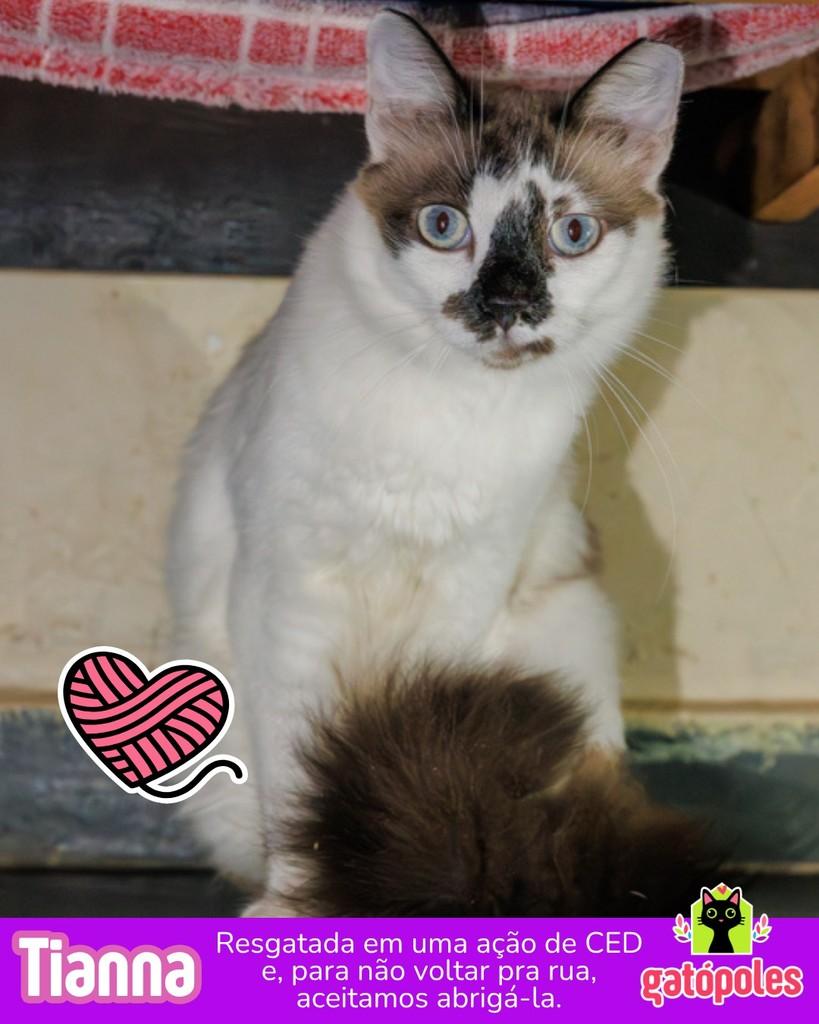 Tianna, gata de porte médio para adoção em São Paulo - SP