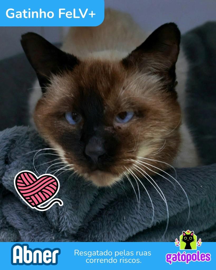 Abner, gato de porte pequeno para adoção em São Paulo - SP
