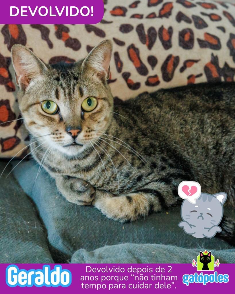 Geraldo, gato de porte médio para adoção em São Paulo - SP