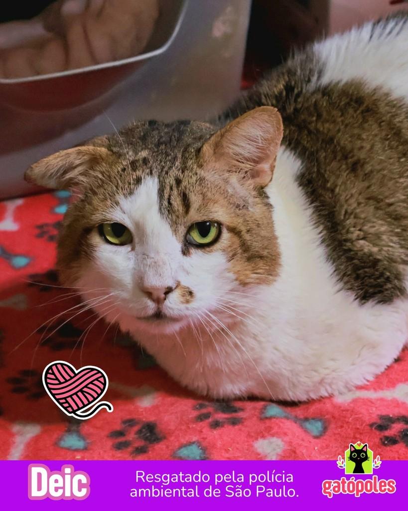 Deic, gato de porte médio para adoção em São Paulo - SP
