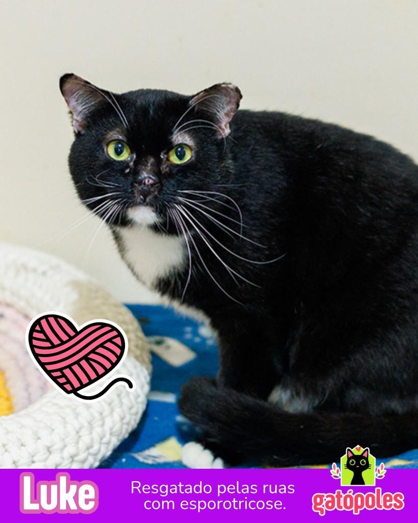 Luke, gato de porte médio para adoção em São Paulo - SP