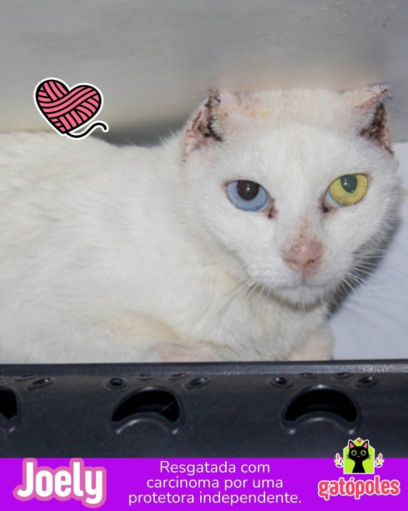 Joely, gata de porte médio para adoção em São Paulo - SP