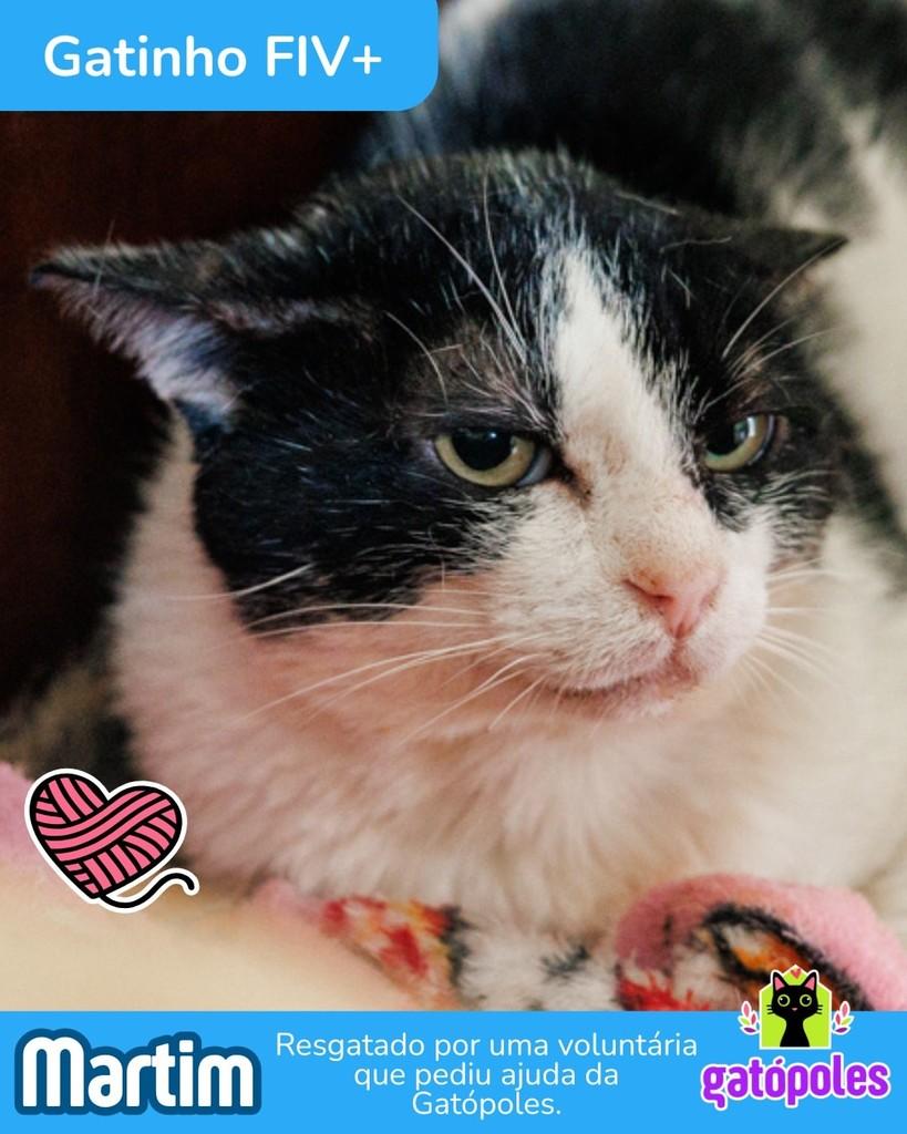 Martim, gato de porte pequeno para adoção em São Paulo - SP