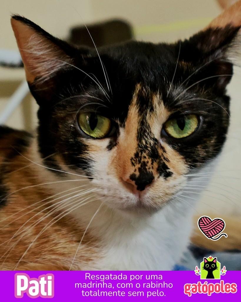 Pati, gata para adoção em São Paulo - SP