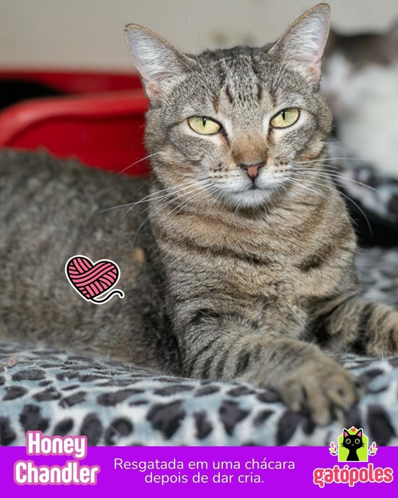 Honey Chandler, gata de porte médio para adoção em São Paulo - SP