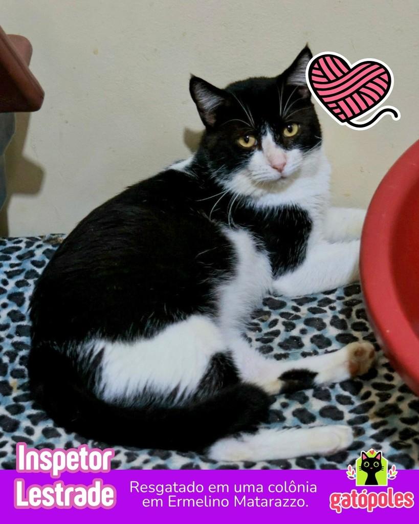 Inspetor Lestrade, gato de porte médio para adoção em São Paulo - SP