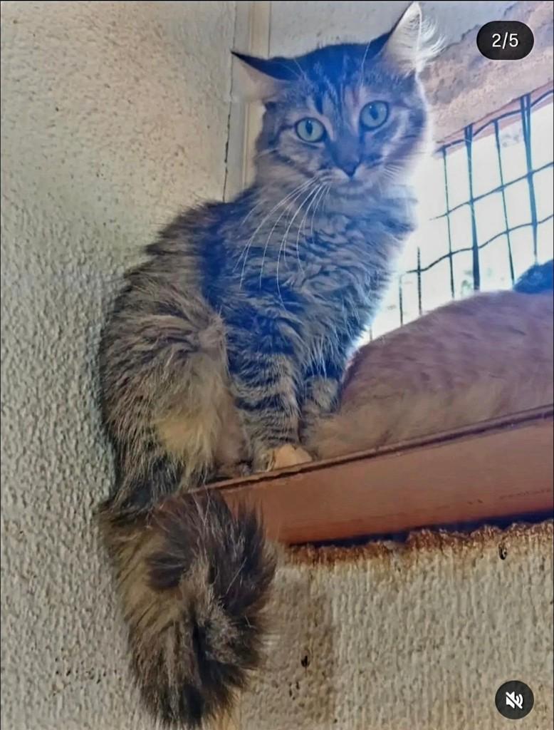 Luana, gata de porte médio para adoção em Brasília - DF