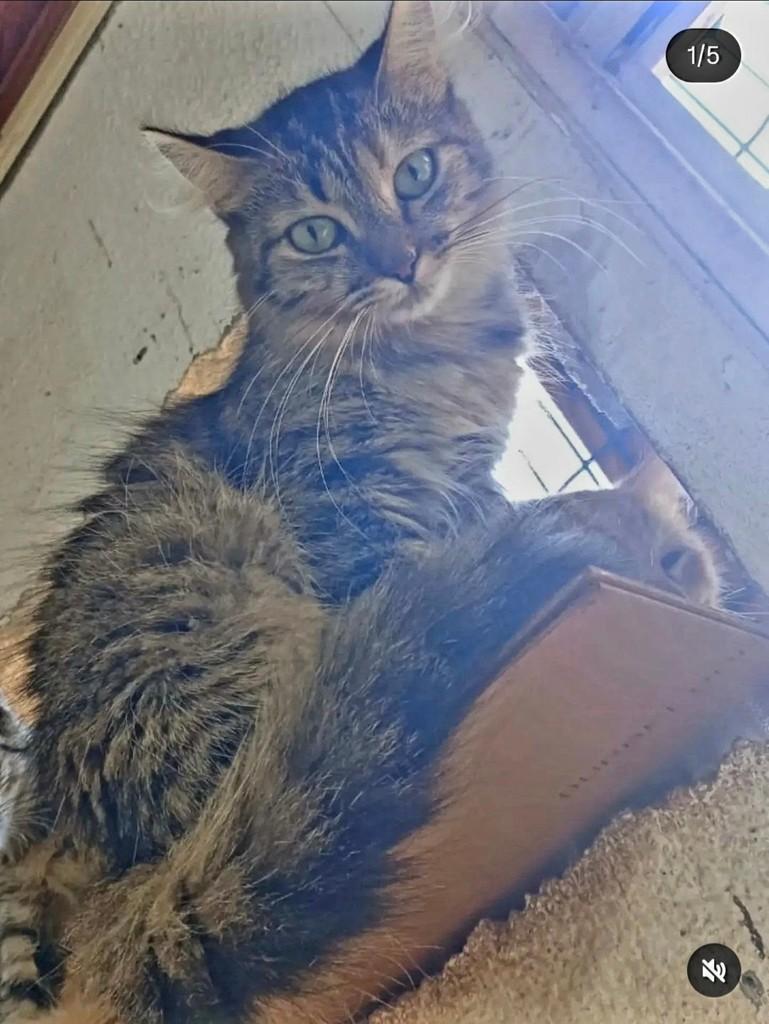 Luana, gata de porte médio para adoção em Brasília - DF — foto 2 de 2