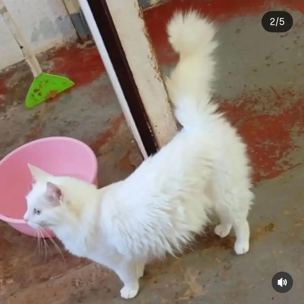 Algodão, gato de porte médio para adoção em Brasília - DF