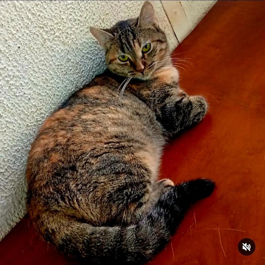 Flor, gata de porte pequeno para adoção em Brasília - DF