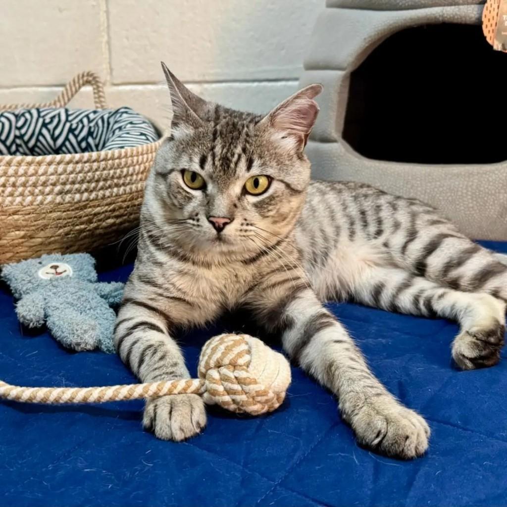 Boris, gato de porte médio para adoção em Brasília - DF