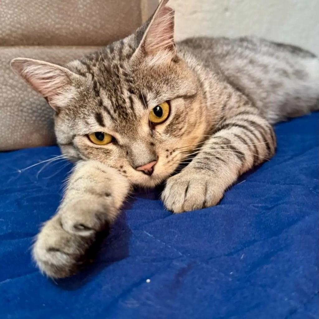 Boris, gato de porte médio para adoção em Brasília - DF — foto 2 de 5