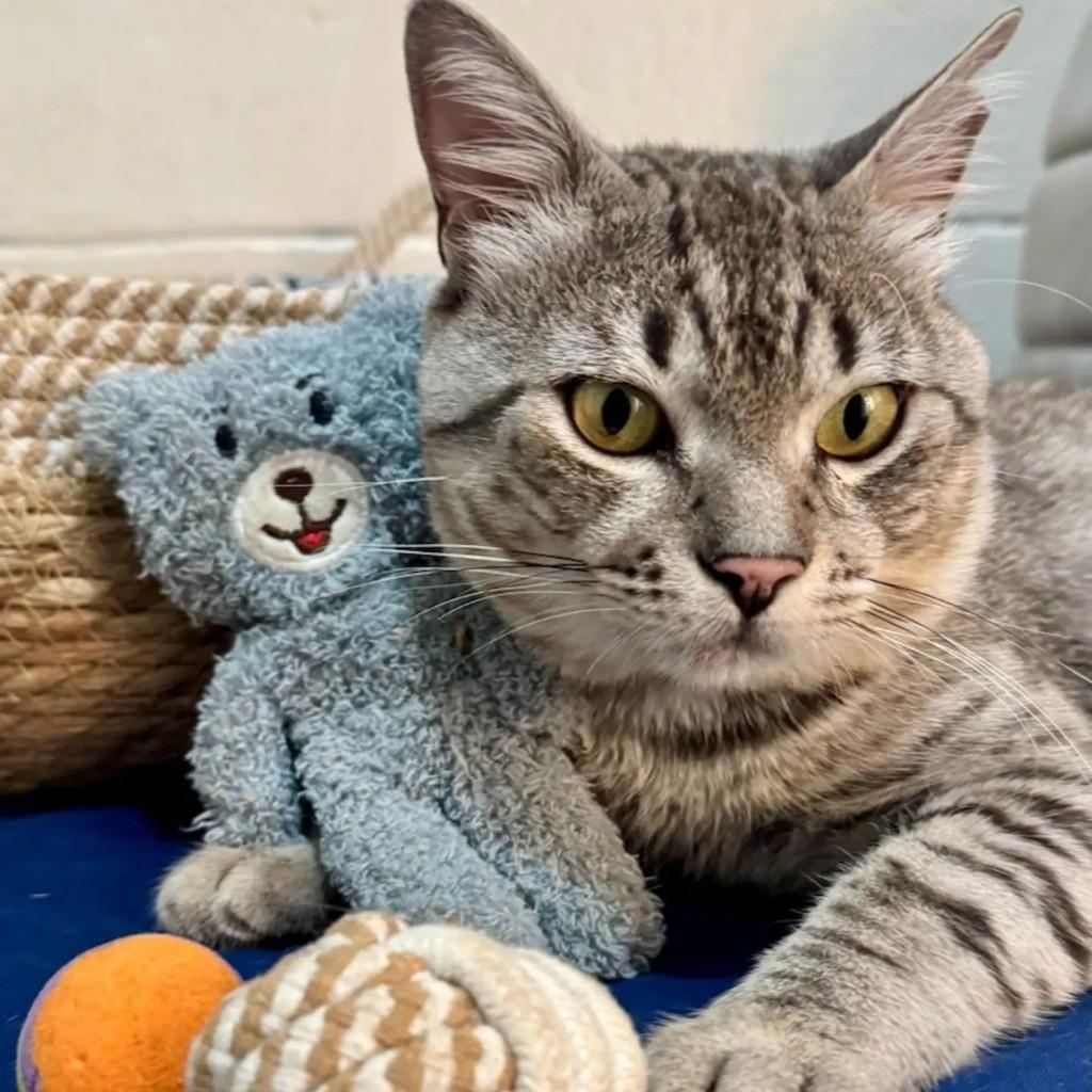 Boris, gato de porte médio para adoção em Brasília - DF — foto 3 de 5