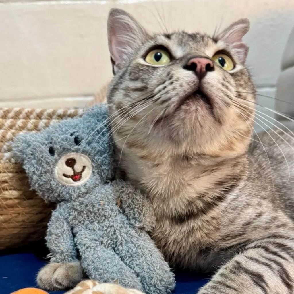 Boris, gato de porte médio para adoção em Brasília - DF — foto 4 de 5