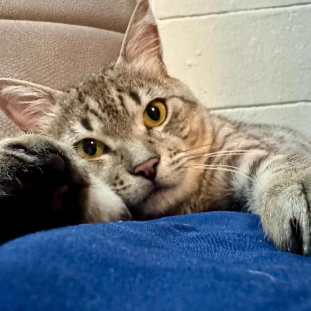 Boris, gato de porte médio para adoção em Brasília - DF — foto 5 de 5