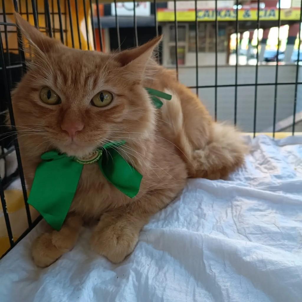 Gengibre, gato de porte pequeno para adoção em Brasília - DF