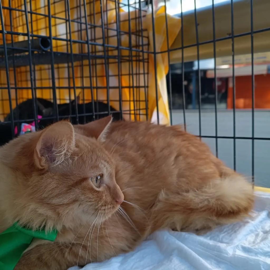 Gengibre, gato de porte pequeno para adoção em Brasília - DF — foto 2 de 3