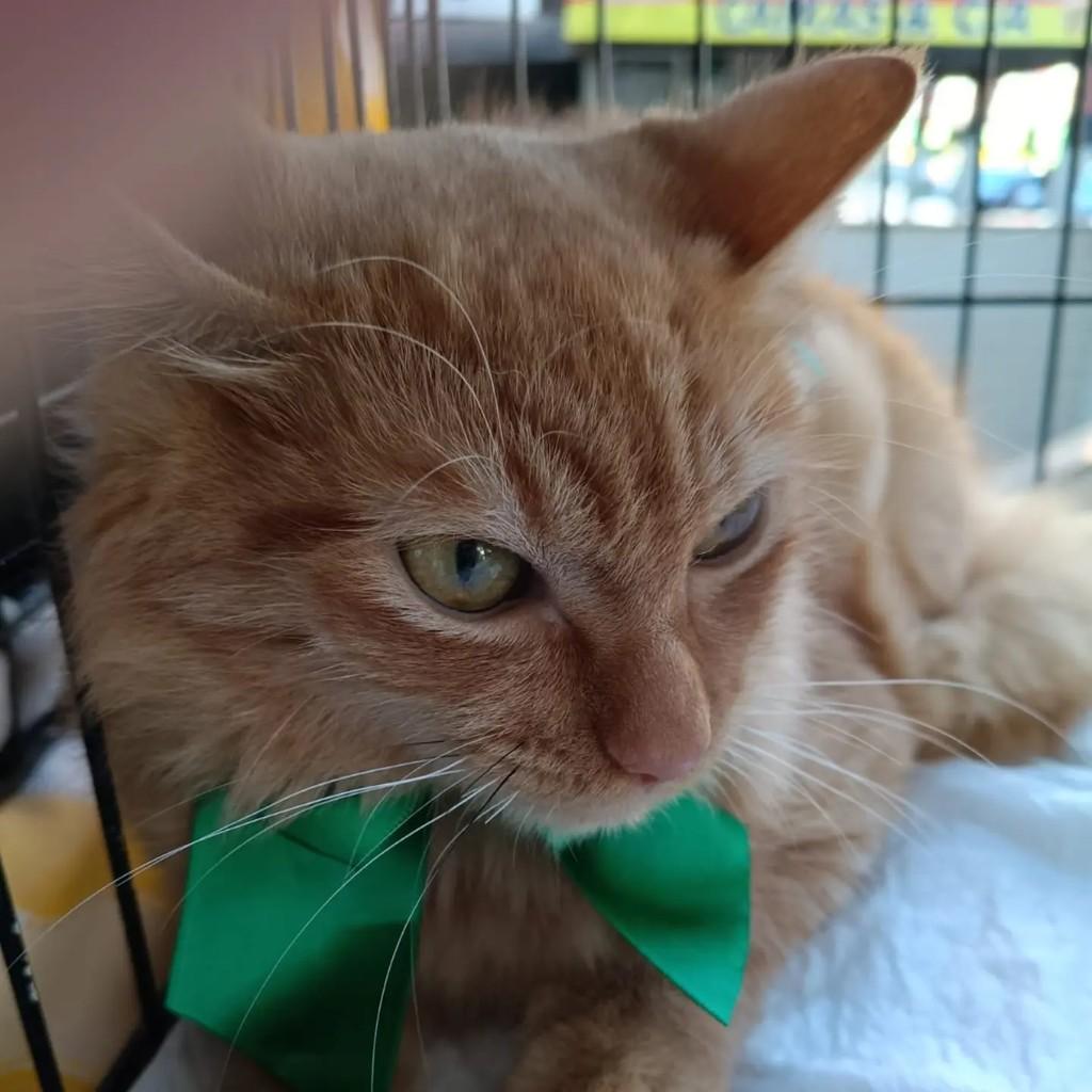 Gengibre, gato de porte pequeno para adoção em Brasília - DF — foto 3 de 3