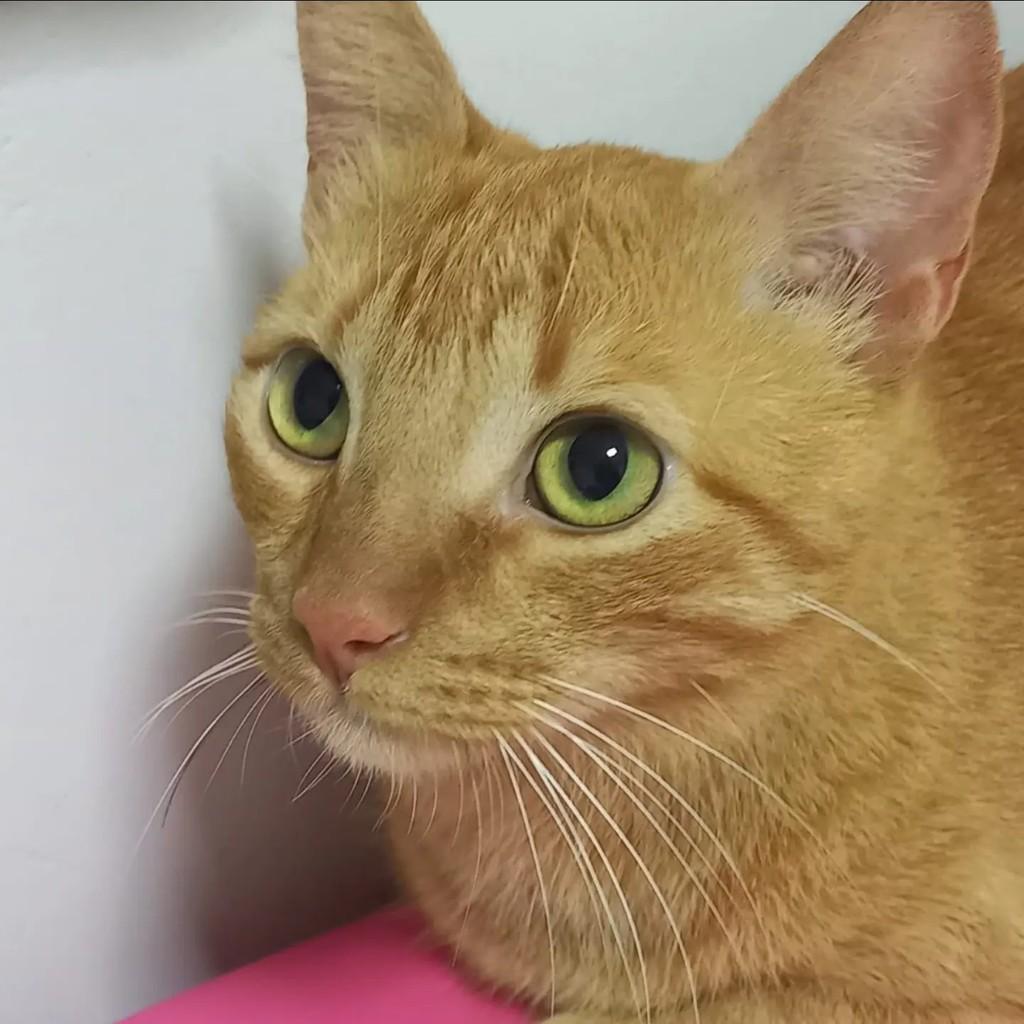 Leon, gato para adoção em Brasília - DF