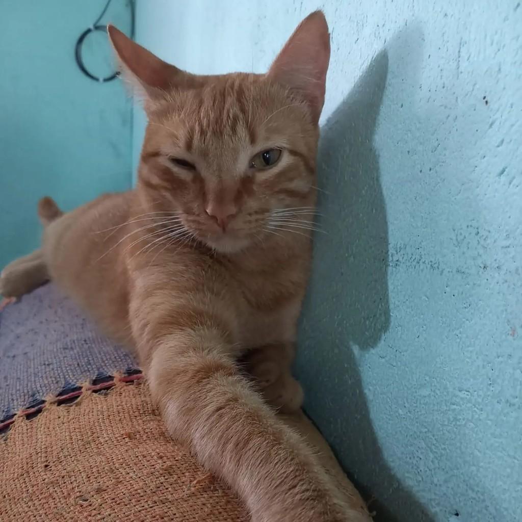 Leon, gato para adoção em Brasília - DF — foto 2 de 3