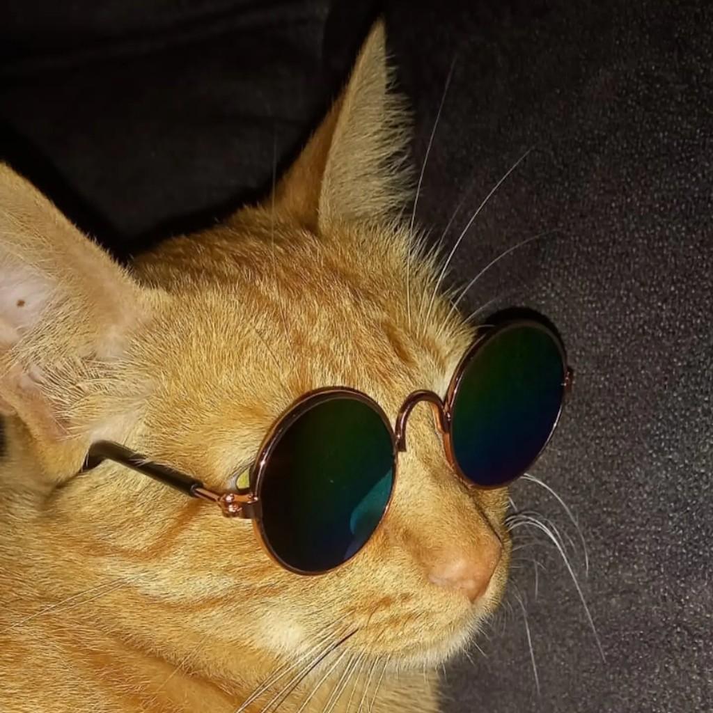 Leon, gato para adoção em Brasília - DF — foto 3 de 3