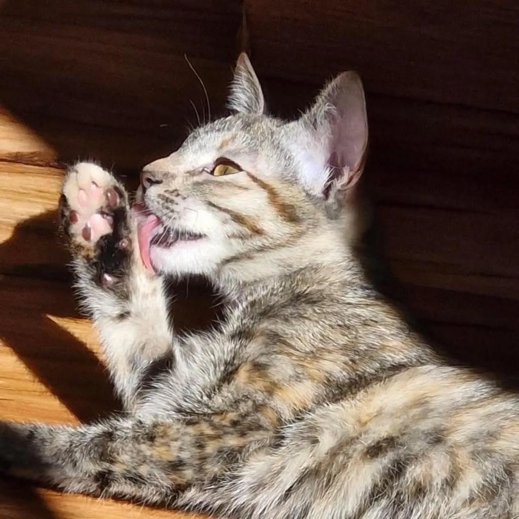 Tequila, gata de porte pequeno para adoção em Brasília - DF