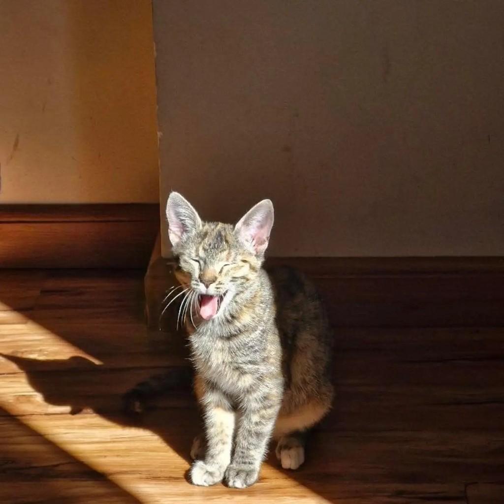 Tequila, gata de porte pequeno para adoção em Brasília - DF — foto 2 de 5