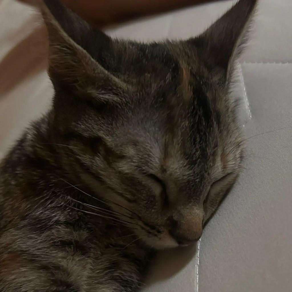 Tequila, gata de porte pequeno para adoção em Brasília - DF — foto 3 de 5