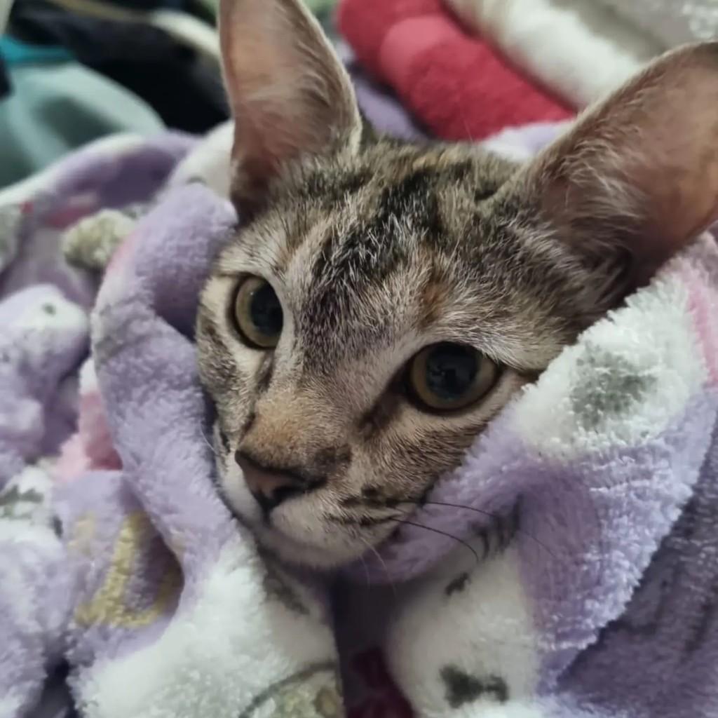 Tequila, gata de porte pequeno para adoção em Brasília - DF — foto 4 de 5