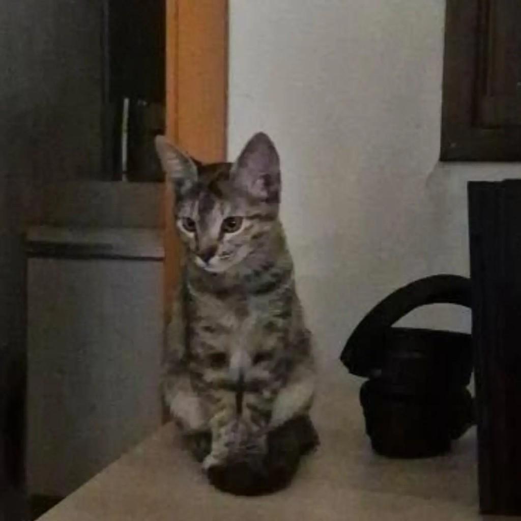 Tequila, gata de porte pequeno para adoção em Brasília - DF — foto 5 de 5