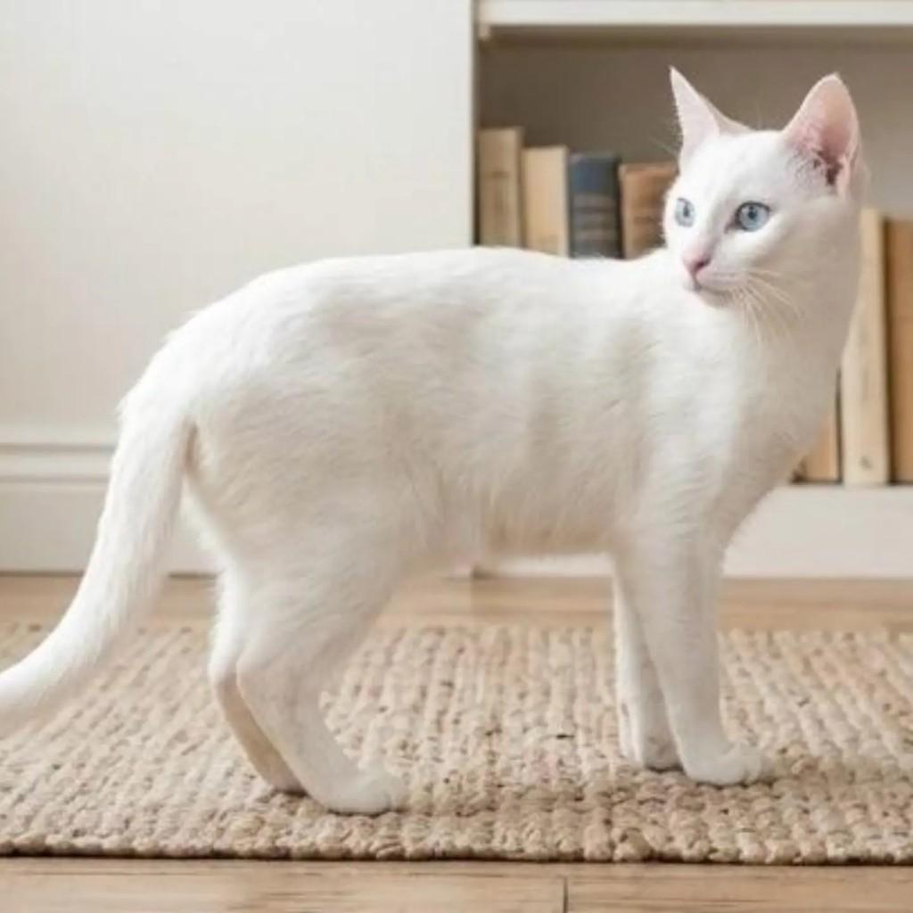 Apolo, gato de porte pequeno para adoção em Brasília - DF — foto 2 de 3