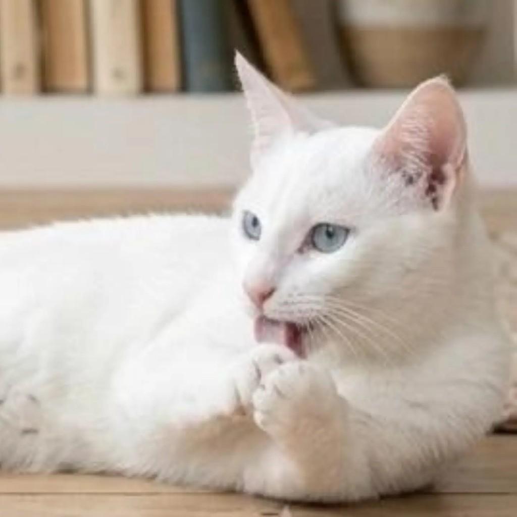 Apolo, gato de porte pequeno para adoção em Brasília - DF — foto 3 de 3