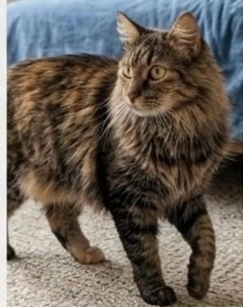 Matilda, gata de porte médio para adoção em Brasília - DF — foto 2 de 3