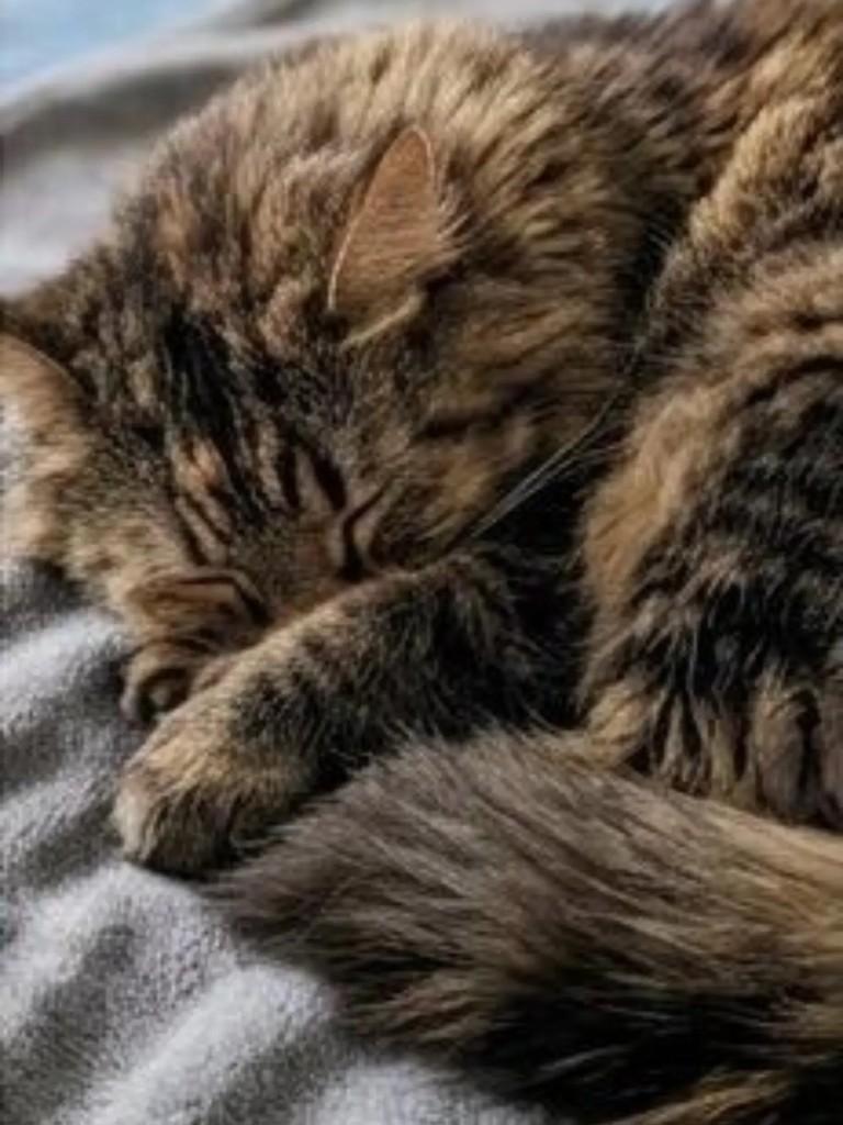 Matilda, gata de porte médio para adoção em Brasília - DF — foto 3 de 3