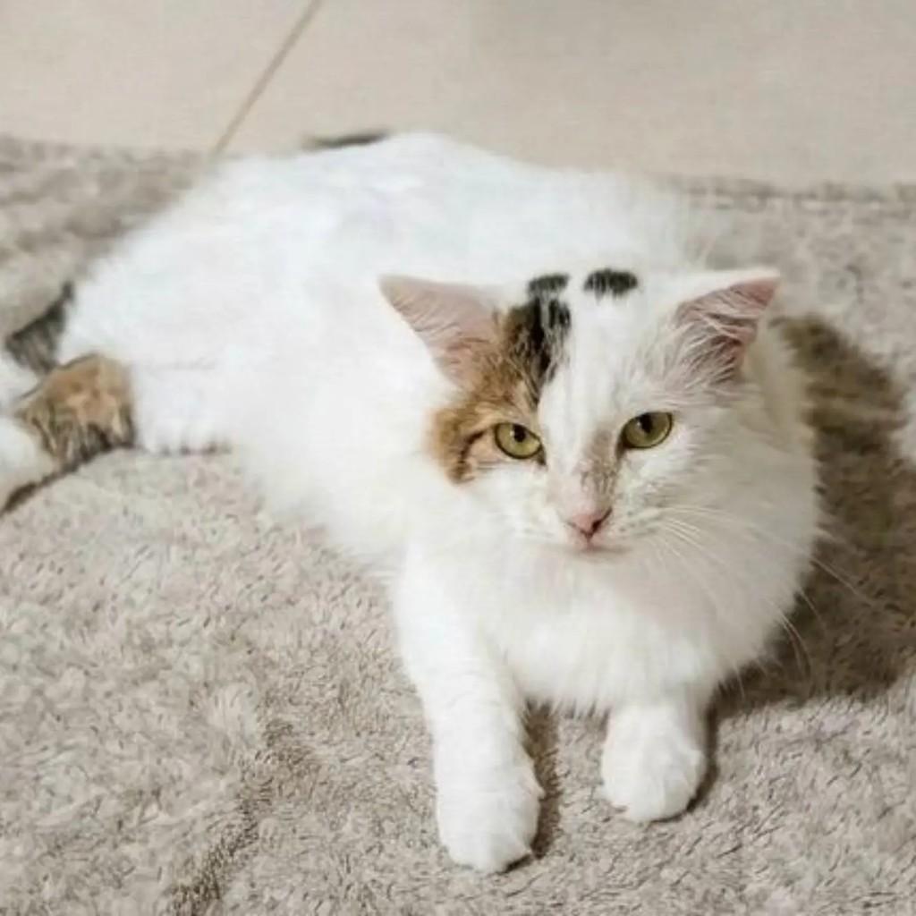 Zé, gato de porte médio para adoção em Brasília - DF