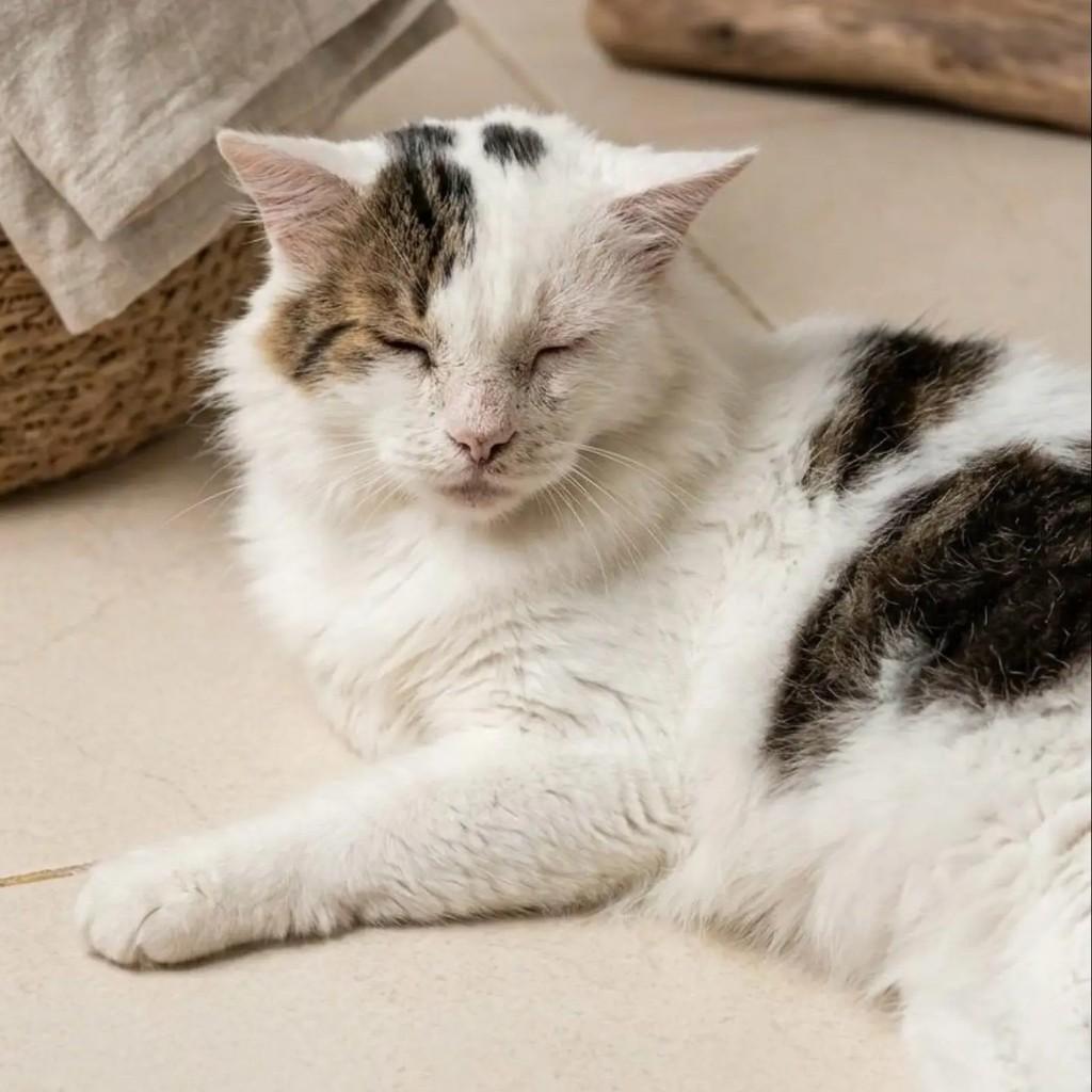 Zé, gato de porte médio para adoção em Brasília - DF — foto 2 de 3