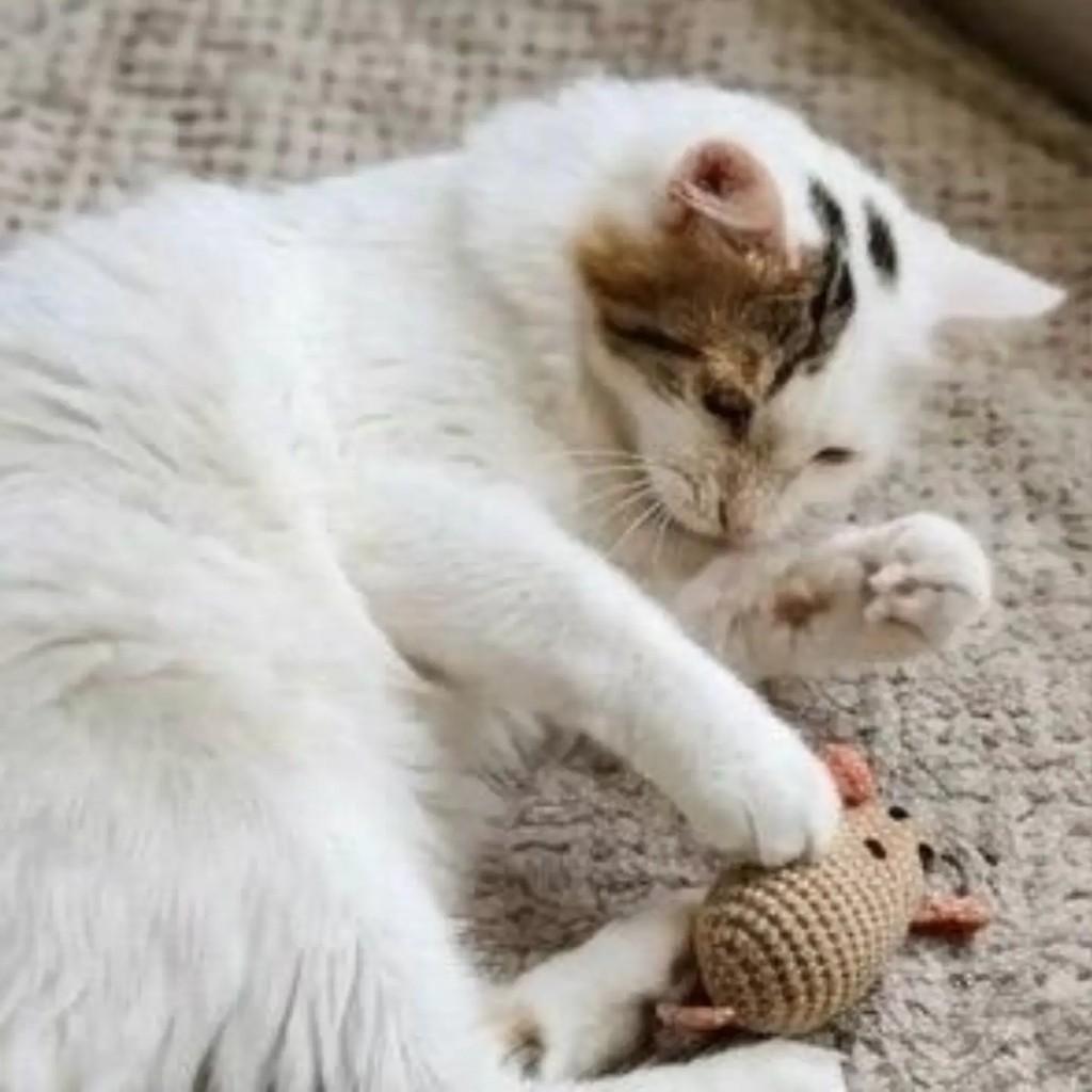 Zé, gato de porte médio para adoção em Brasília - DF — foto 3 de 3