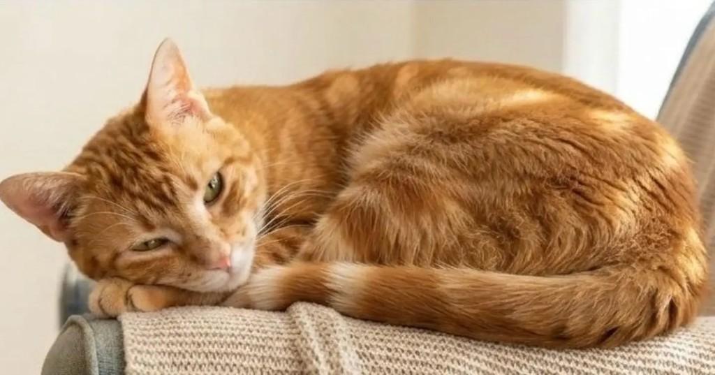 Gustavinho, gato de porte médio para adoção em Brasília - DF — foto 2 de 3