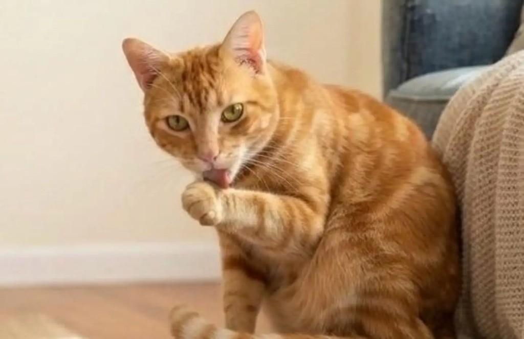 Gustavinho, gato de porte médio para adoção em Brasília - DF — foto 3 de 3