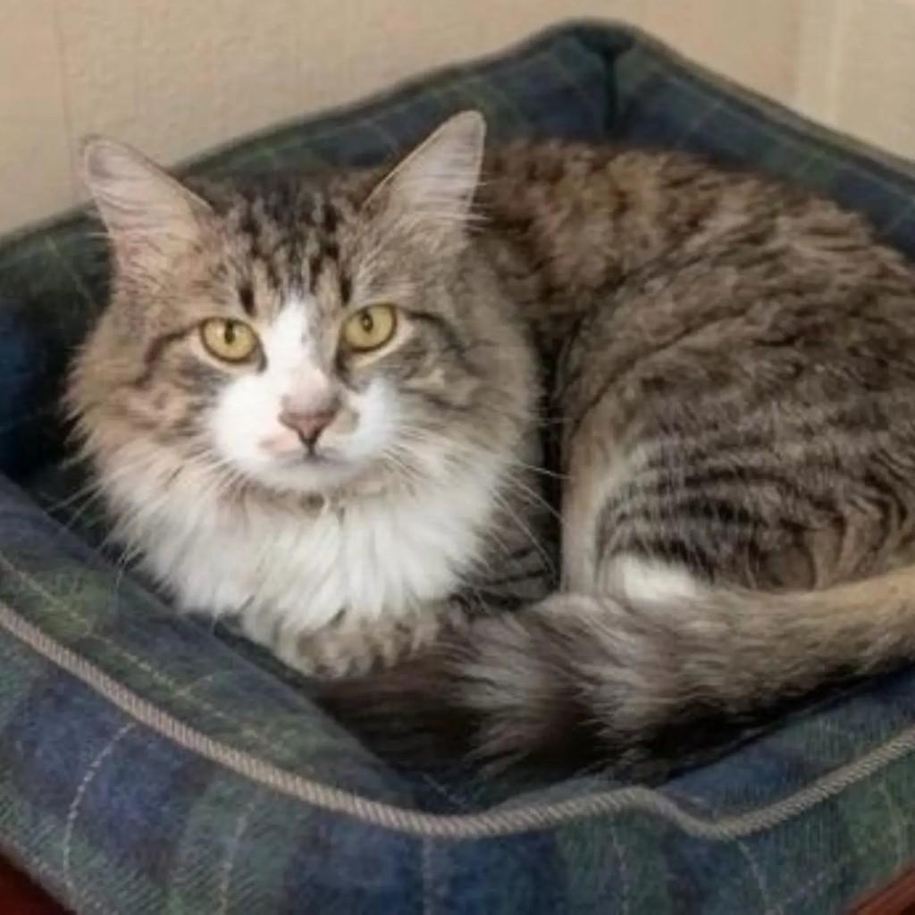 Gandalf, gato de porte médio para adoção em Brasília - DF