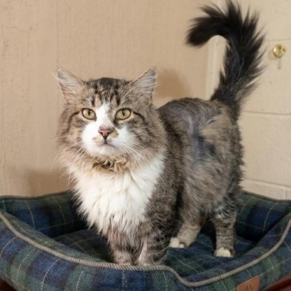 Gandalf, gato de porte médio para adoção em Brasília - DF — foto 2 de 4