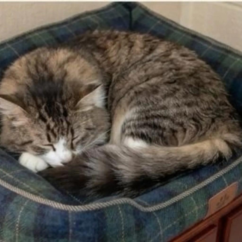 Gandalf, gato de porte médio para adoção em Brasília - DF — foto 3 de 4