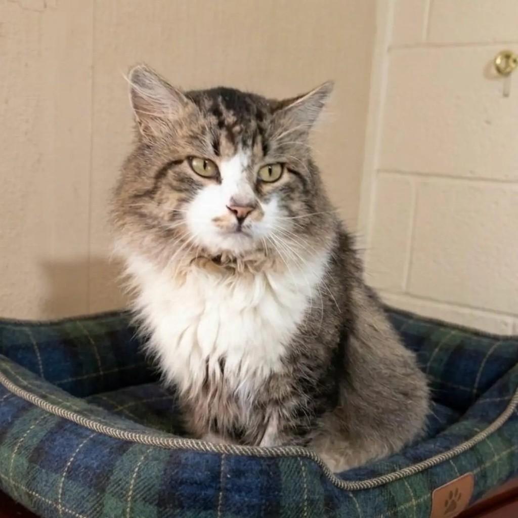 Gandalf, gato de porte médio para adoção em Brasília - DF — foto 4 de 4