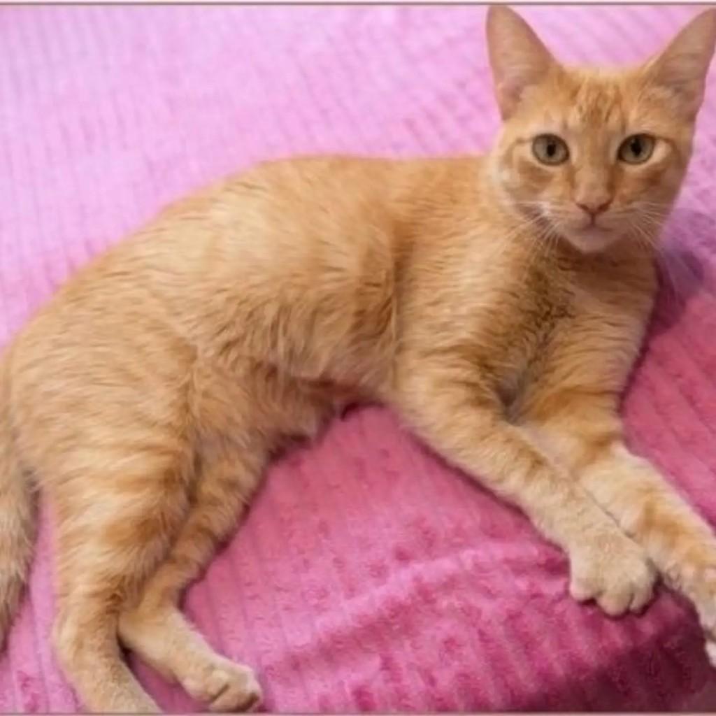 Cenoura, gato de porte médio para adoção em Brasília - DF