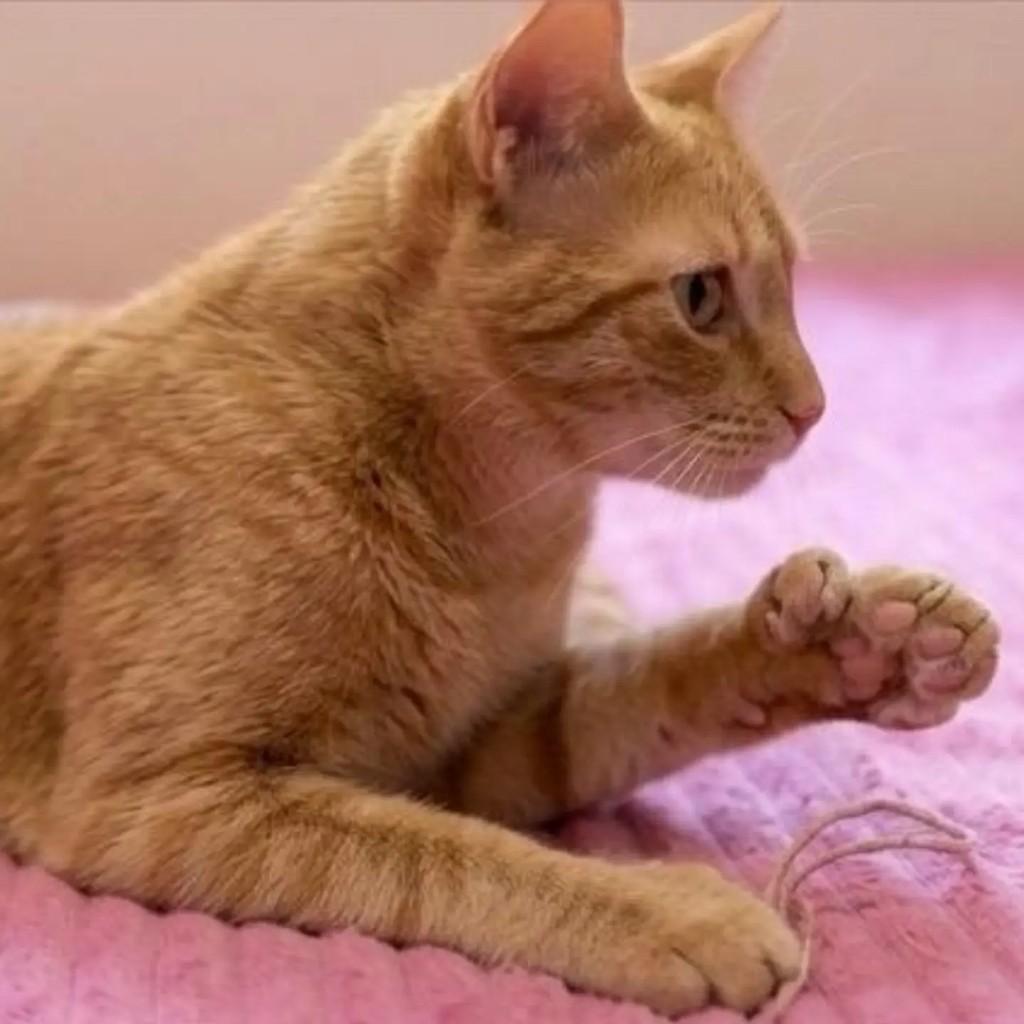 Cenoura, gato de porte médio para adoção em Brasília - DF — foto 2 de 3