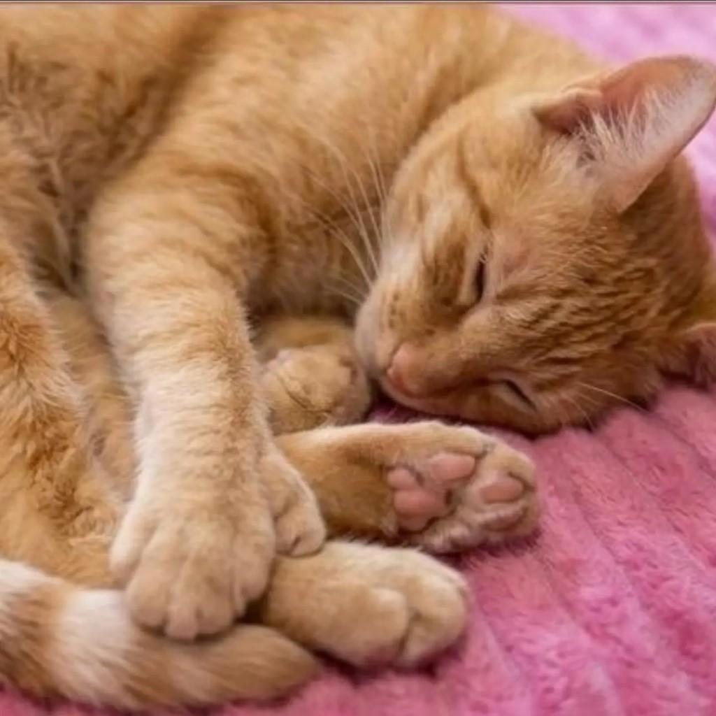 Cenoura, gato de porte médio para adoção em Brasília - DF — foto 3 de 3